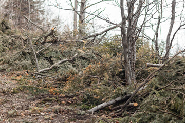 Fototapeta na wymiar Cut trees, damaged forest ecosystem