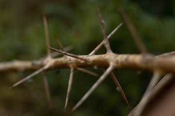 thorns on a branch