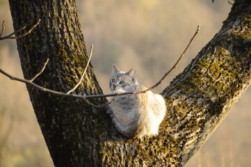 Romania: medieval castles, churches, monasteries, villages, happy cemetery and nature
