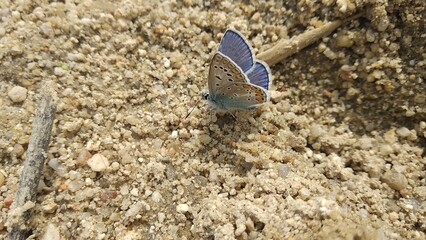 Mariposa icarus (Polyomatus icarus)