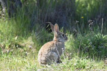 Conejo salvaje