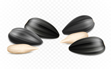 Ripe sunflower seeds, peeled seeds, detailed realistic 3d vector. isolated on transparent background, closeup