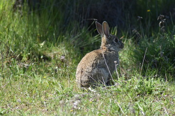 Conejo salvaje