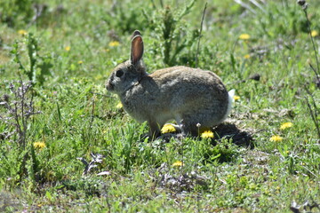 Conejo salvaje