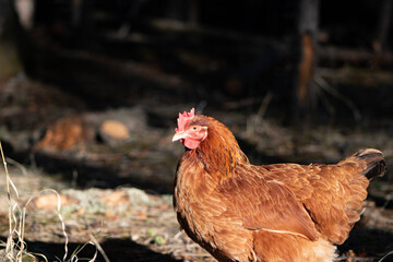 Close-up of hen on farm