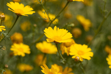 yellow spring flowers