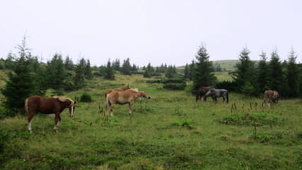 Fototapeta na wymiar Horses on pasture