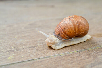Roman Snail - Helix pomatia, common snail from European gardens and meadows, Czech Republic.