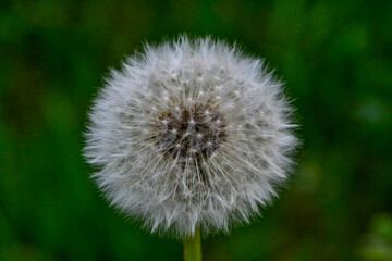 dandelion on green background