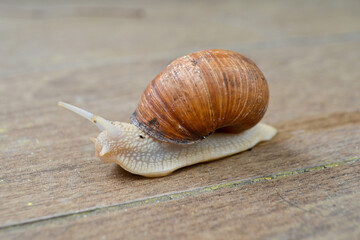 Roman Snail - Helix pomatia, common snail from European gardens and meadows, Czech Republic.