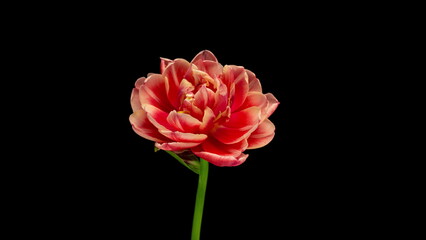tulip blooming and withering, time lapse, on a black background, 4k video. Wedding backdrop, Valentine's Day concept. Birthday bunch