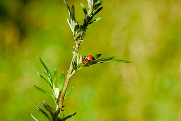 ladybug on grass