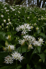  Wild garlic in a hedgerow on Bodmin Moor Cornwall