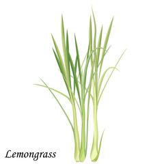 Fototapeta na wymiar Lemongrass green bush, realistic vector illustration.