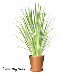 Lemongrass in a pot, vector illustration.