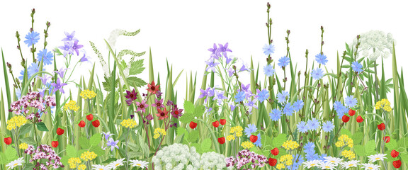 Meadow with wildflowers and medical herbs, seamless vector panoramic illustration.