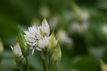 Macro image of wild garlic on Bodmin Moor Cornwall