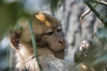 Monkey / Affe / Portrait
barbary macaque