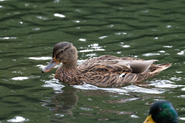 duck on the water