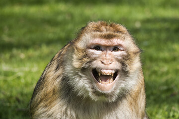 Obraz premium Monkey / Affe / Portrait barbary macaque