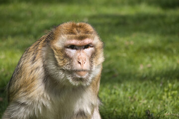 Monkey / Affe / Portrait
barbary macaque