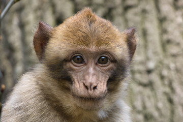 Monkey / Affe / Portrait
barbary macaque