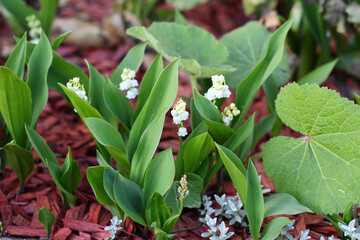 muguet - clochettes de muguet commun qui a éclot pour porter bonheur le 1er mai le jour de la fête du travail dans un jardin