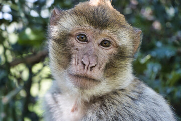 Monkey / Affe / Portrait
barbary macaque