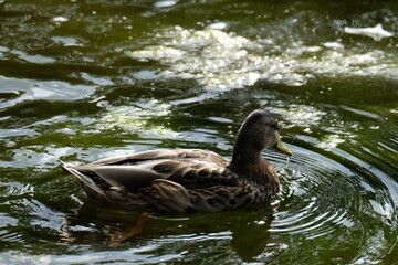 duck on the water