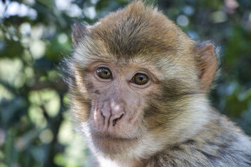Monkey / Affe / Portrait
barbary macaque