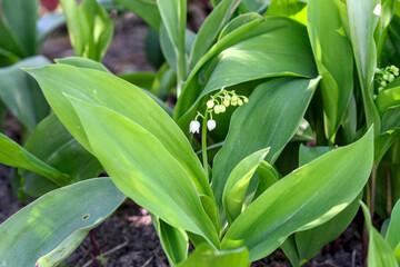 muguet - clochettes de muguet commun pour porter bonheur le 1er mai le jour de la fête du travail 