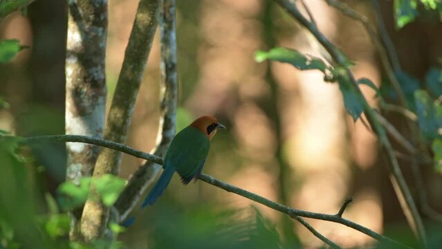 Broad-billed Motmot (Electron platyrhynchum) perching on branch inside the shade of the rainforest, Panama, Central America