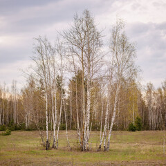 Autumn landscape. Birch tree on the outskirts of the forest.