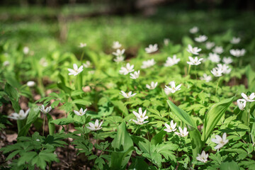 The first spring flowers in the forest. White flowers on a green background.