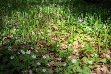 The first spring flowers in the forest. White flowers on a green background.