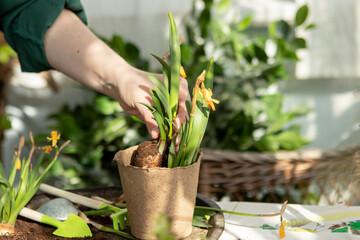 girl plants flowers in pots in spring