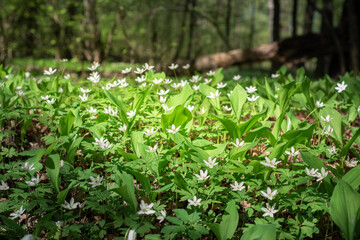 The first spring flowers in the forest. White flowers on a green background.