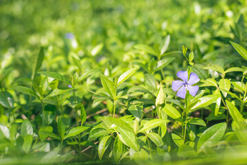 Obraz premium Green natural background with blur effect. The first blue spring flowers in the forest.