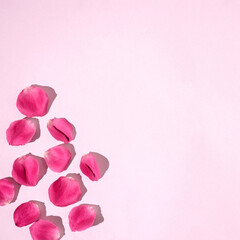 Pink petals arranged on white background with copy space. Minimal floral concept.