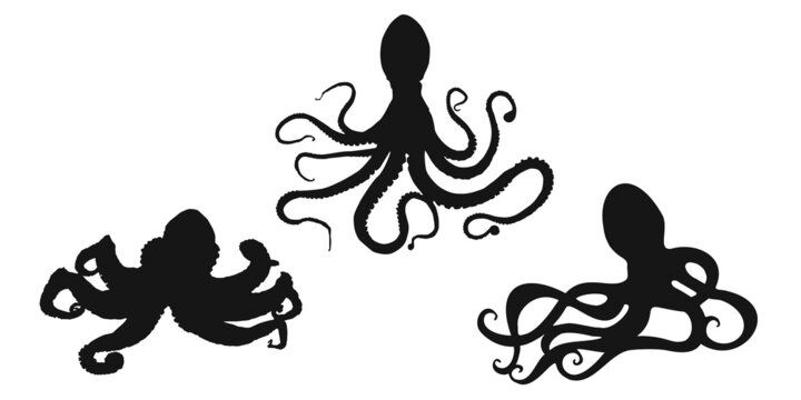 Set black octopus, devilfish or poulpe sign icon on white background. Vector clipart illustration