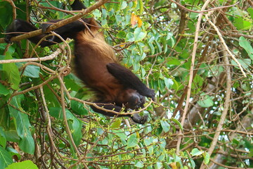 Howler Monkey seen in Corcovado National Park with lush tropical rainforest in the Osa Peninsula, Pacific ocean, Costa Rica