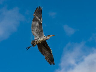 Grey Heron in its natural environment.