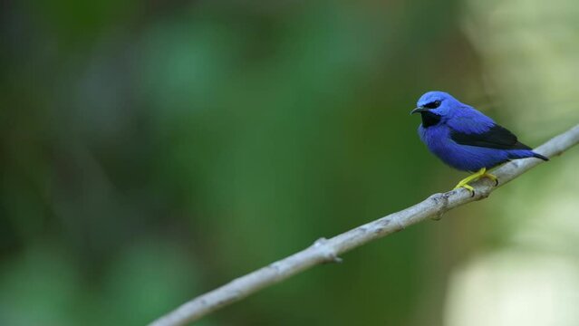 Male purple honeycreeper (Cyanerpes caeruleus longirostris) perched on branch, small bird in the tanager family, Panama, Central America