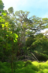 Dense and lush jungle of the Monteverde Cloud Forest, National park, Costa Rica