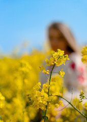 woman  in an embroidered shirt in a field of rapeseed against blue sky on spring day 