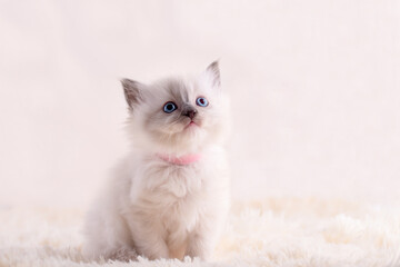 little  ragdoll kitten with blue eyes in pink collar  sitting on a beige background. High quality...