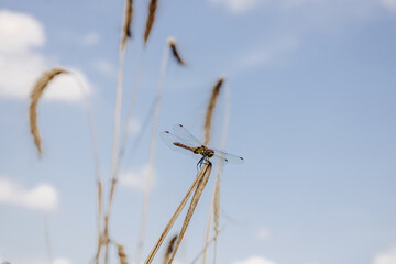 Dragonfly sitting on dry grass against a bright blue sky.