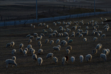 Russia. North-Eastern Caucasus. Dagestan. A flock of sheep graze peacefully on the slopes of the Caucasus mountains against the background of the last rays of the evening sun.