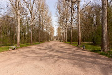 Empty path through the avenue in the park. Spring