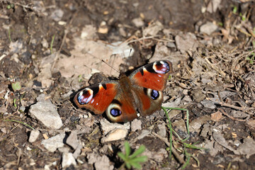 The European peacock is a colorful European butterfly sitting on the ground.